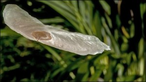 Seed Dispersal